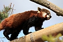 Rod Panda 2